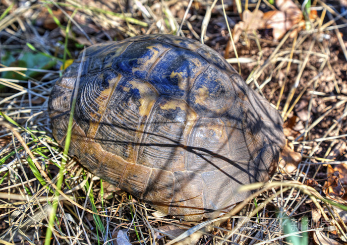 在森林里的地上的海龟