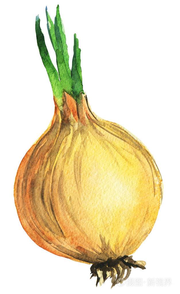洋葱.手绘水彩绘画