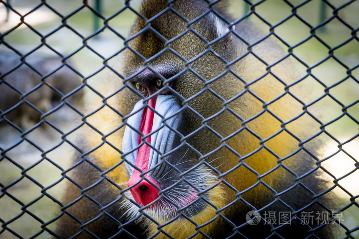 山魈狒狒猴子多彩脸背后一个笼子里