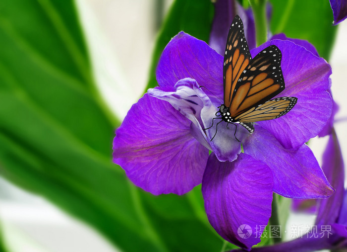 美丽的花蝴蝶与紫色的花瓣