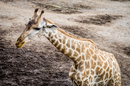 年轻宝贝上泥泞污垢的长颈鹿图片