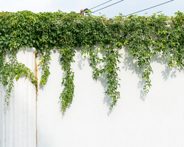 春藤在白色背景上孤立的常春藤叶子照片