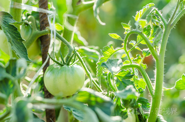 绿色西红柿生长在树枝上