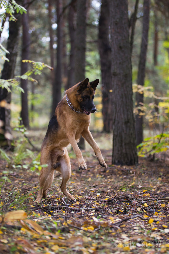 德国牧羊犬在野外图片