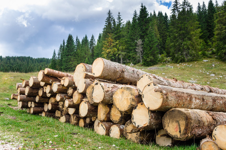 核桃在木头图片