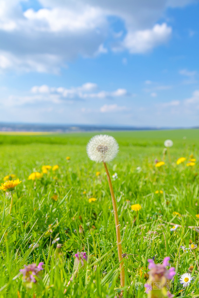 春天的花朵和蓝天的领域