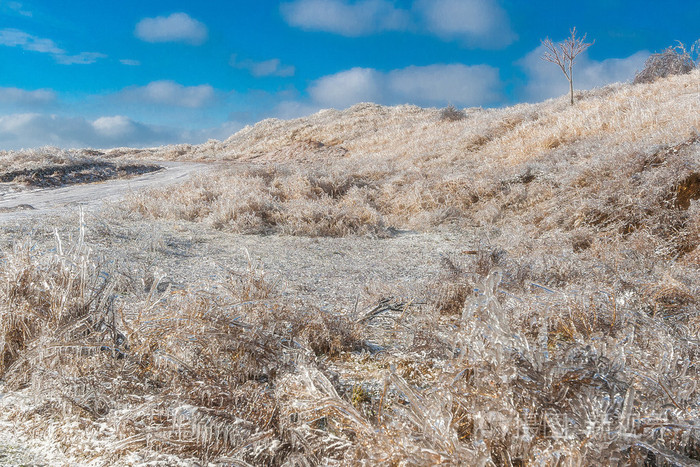 冬季景观.冰雪覆盖的灌木和草后异常冻雨分支机构