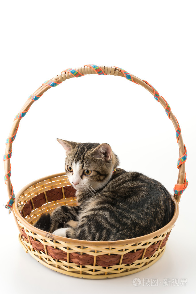 在篮子里只灰色的猫