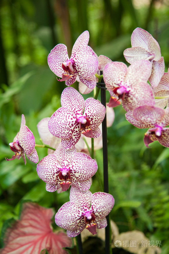 美丽的蝴蝶兰兰花花