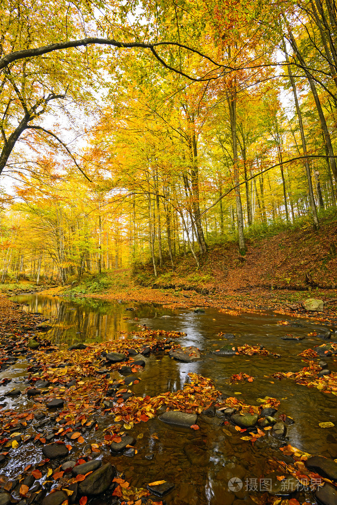 秋天的景色在森林里