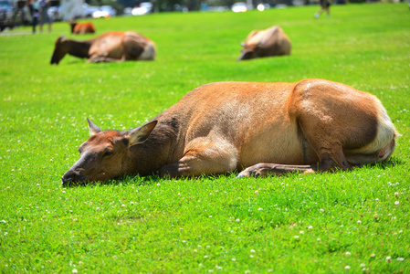 躺在绿草地上的一只麋鹿图片