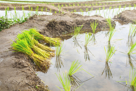 字段的水坑水稻幼苗在字段照片