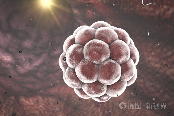 早期胚胎生殖道