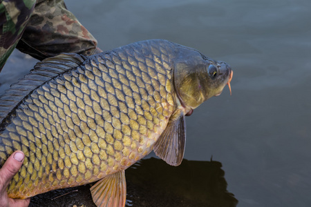 在水族馆的大镜鲤手捧新鲜镜鲤花式鲤鱼镜鲤罗曼鱼锦鲤西溪鲤是鲤鱼