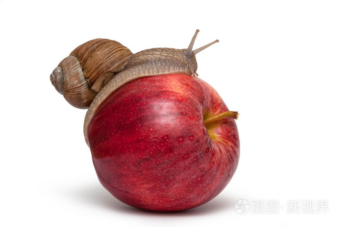 蜗牛在苹果蜗牛