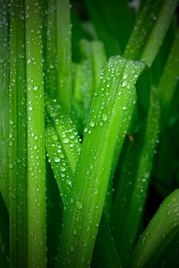 叶子雨露图片