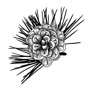 手画的松果照片