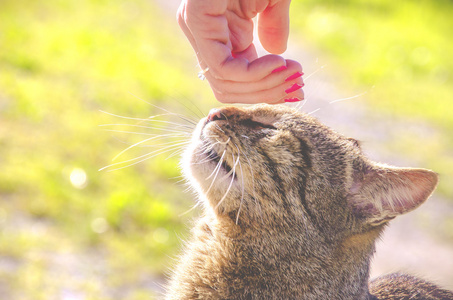 抚摸着猫抚摸着猫头女手照片