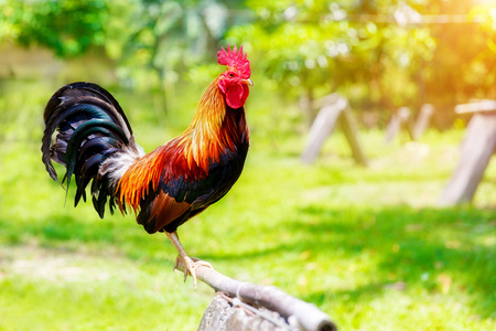 2017 中国新的一年的公鸡 / 公鸡.庆祝活动背景照片