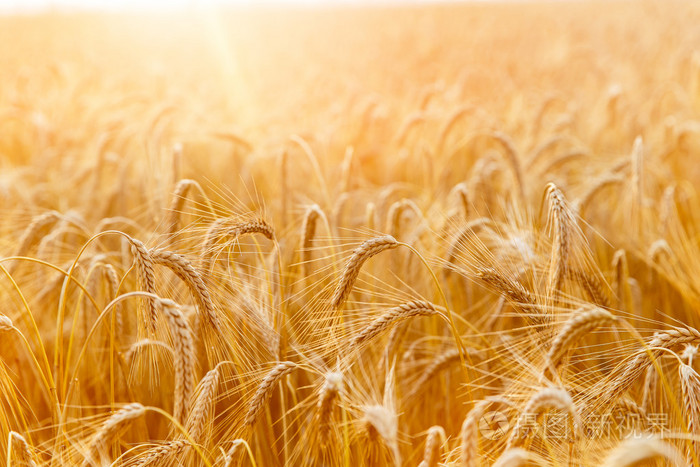 黑麦新鲜作物.领域