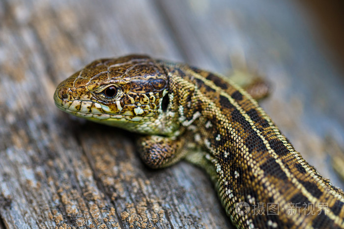 棕色的胎生蜥蜴蝎虎座敏锐宏观照片
