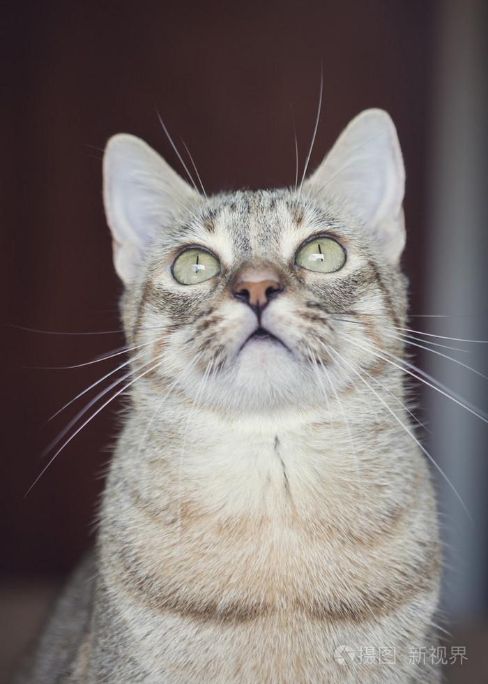 美丽的斑纹猫