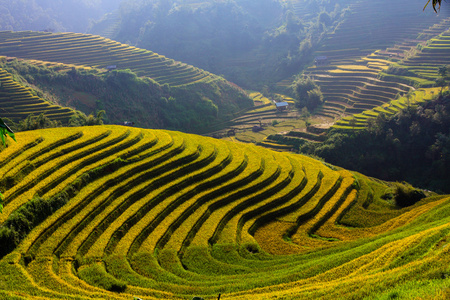 稻田上的梯田在越南西北图片