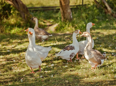 外面在草丛中的猪群鹅在草丛中觅食照片
