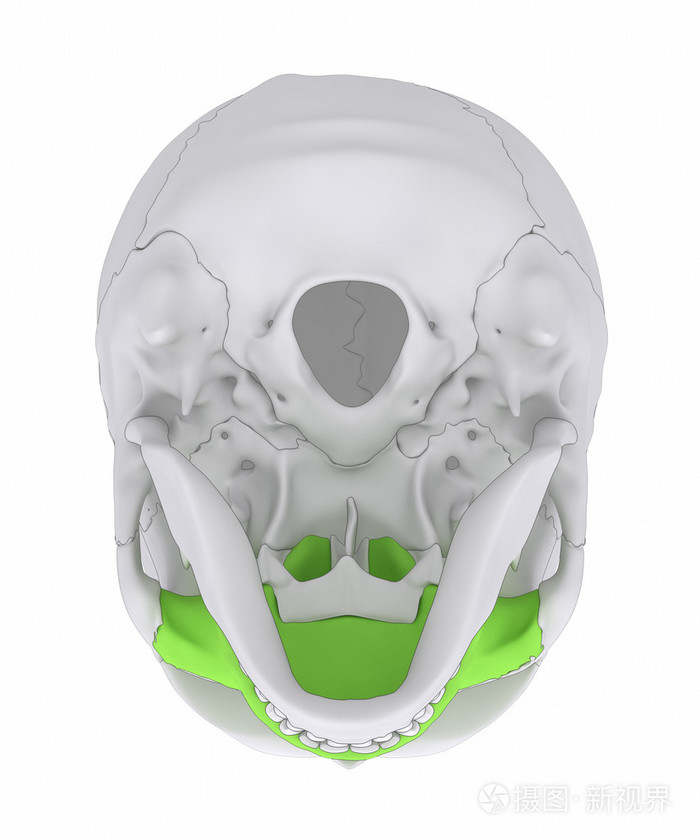 上颌骨的人类头骨骨