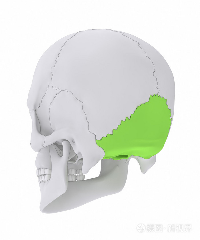 人类的头颅骨枕骨