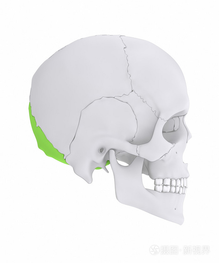 人类的头颅骨枕骨