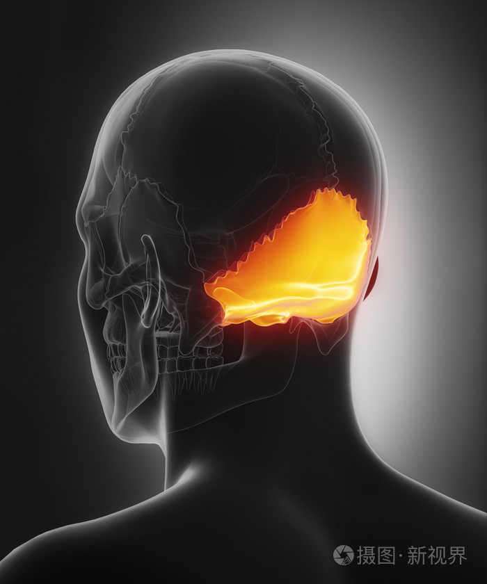 人类的头颅骨枕骨