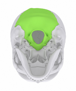 枕骨人类的头颅骨枕骨摄影图
