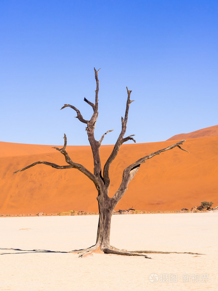 死谷看似camelthorn的枯树