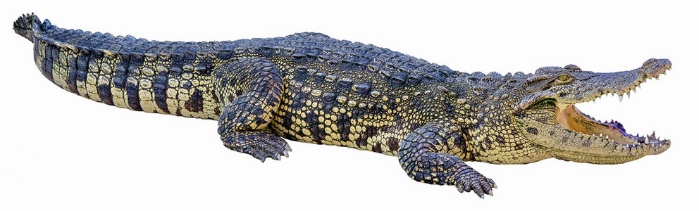 在白色背景上的鳄鱼照片