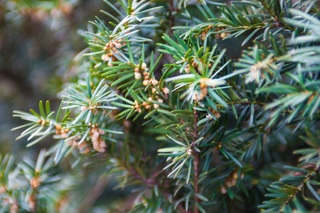 产生花粉杜松枝,花粉产生雄锥照片