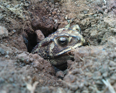 ifrogz一只青蛙从洞里出来照片