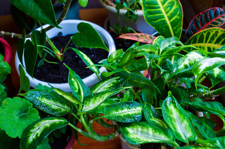 室内盆栽植物在花盆里图片