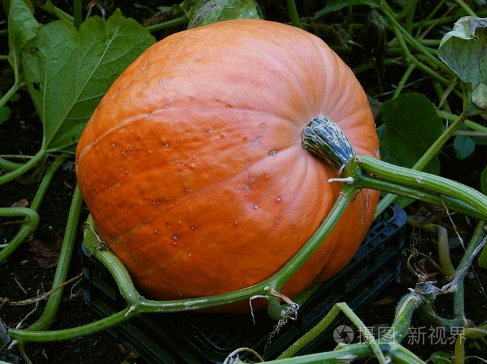 橙色巨大的南瓜果实
