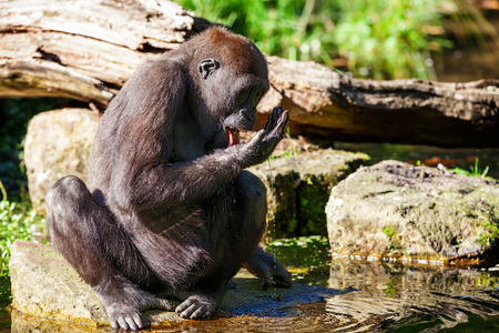 饮酒的大猩猩插画