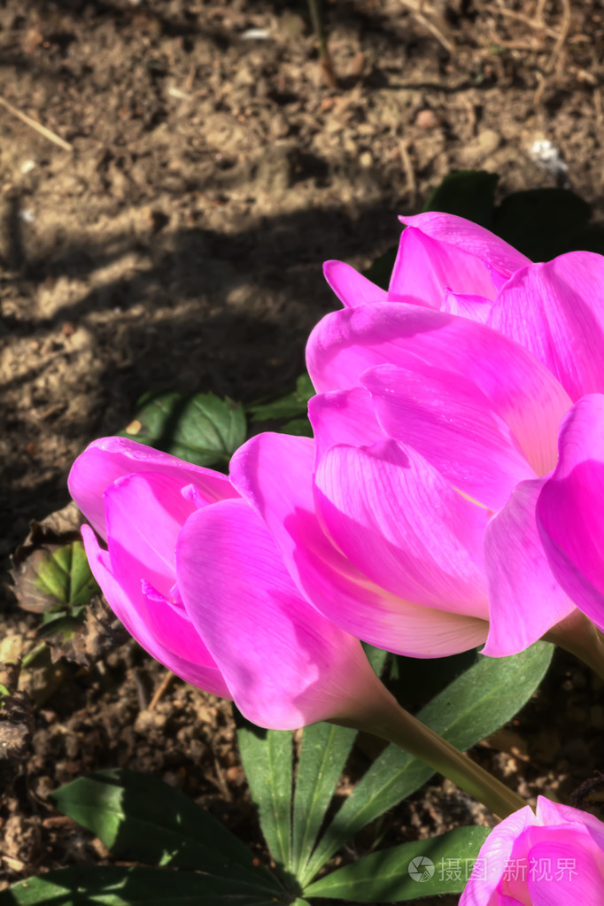 秋天的番红花花