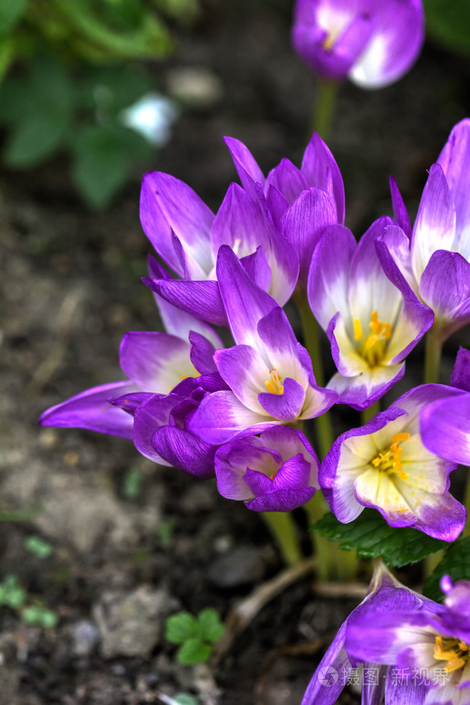 秋天的番红花花