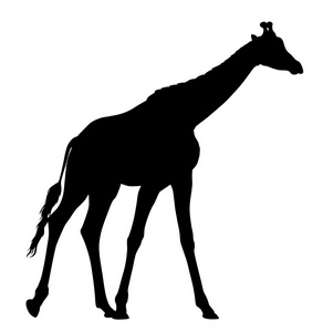 矢量图的长颈鹿图片