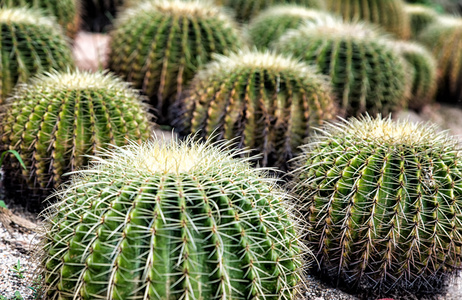 植物仙人掌园中的金桶仙人掌图片