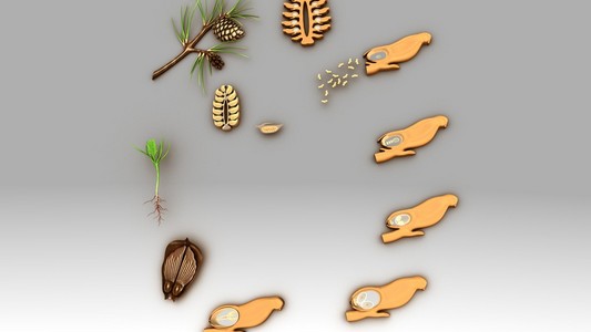 照片描绘光明的一种常绿树松树三个新的小 r在秋天的森林中矢量插图.
