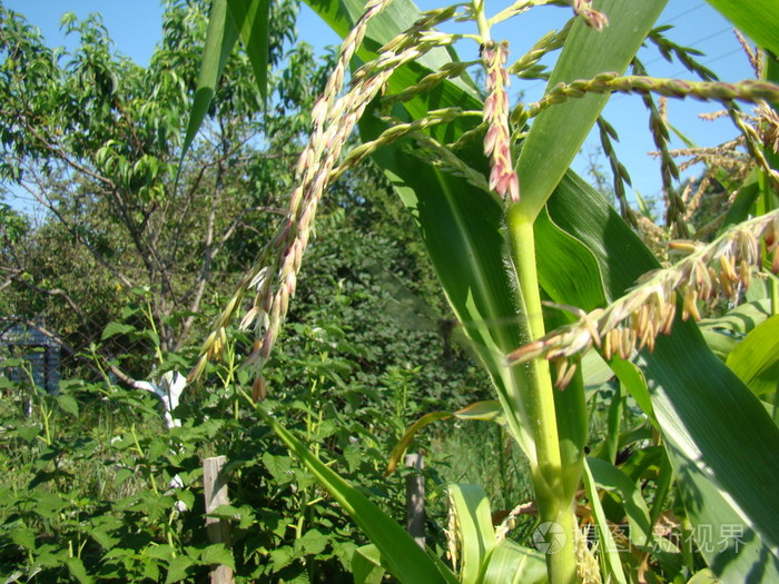 玉米的雄花花序