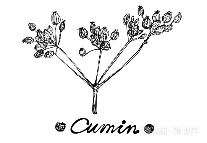 小茴香矢量手绘插画孤立的香料的对象设计菜单食谱和包产品的矢量图