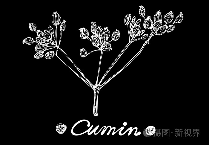 小茴香矢量手绘插画在黑板上.孤立的香料的对象.