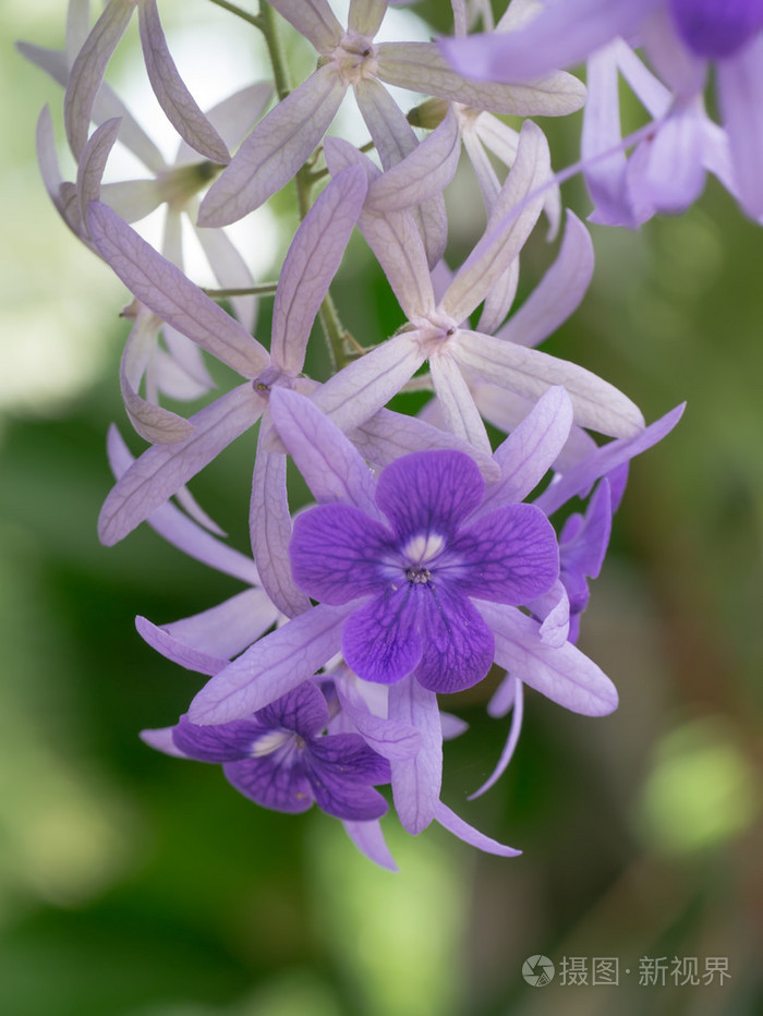 petrea花树上的紫罗兰花