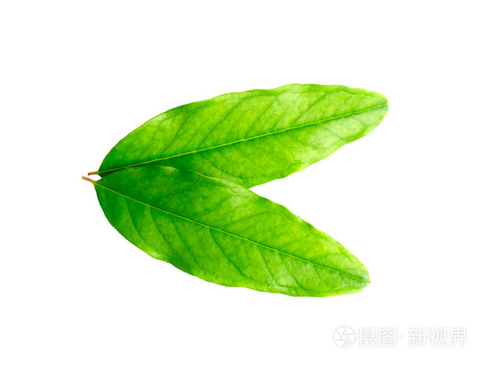 石榴树上的叶子